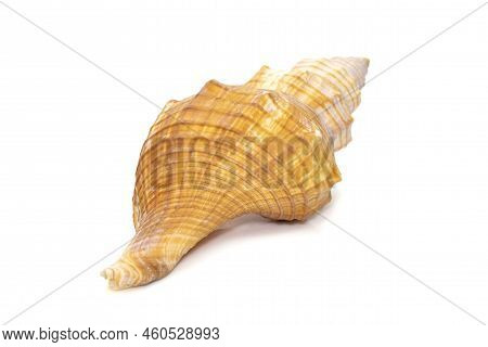 Image Of Trapezium Horse Conch / Striped Fox Conch Seashell (pleuroploca Trapezium) Isolated On Whit