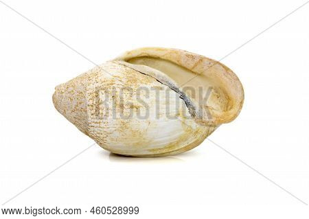 Image Of Very Old White Phalium Granulatum Sea Shell Isolated On White Background. Undersea Animals.