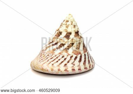 Image Of Rochia Nilotica, Common Name The Commercial Top Shell, Is A Species Of Sea Snail, A Marine 