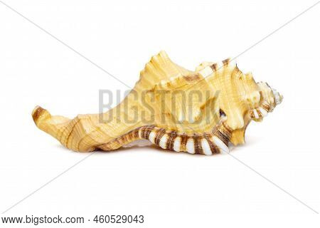 Image Of Lotoria Lotoria Sea Shells, Common Name The Black-spotted Snail Or Washing Bath Triton Isol