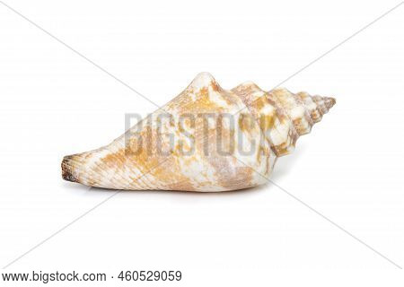 Image Of Canarium Urceus Is A Species Of Sea Snail, A Marine Gastropod Mollusk In The Family Strombi