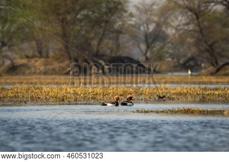 Two Male Red Crested Pochard Or Netta Rufina Family Flock Floating In Blue Water Of Keoladeo Landsca
