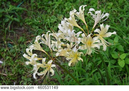 Lycoris Flowers. Amaryllidaceae Perennial Bulbous Plants. Beautiful Flowers Of Various Colors Bloom 