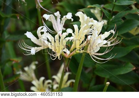 Lycoris Flowers. Amaryllidaceae Perennial Bulbous Plants. Beautiful Flowers Of Various Colors Bloom 