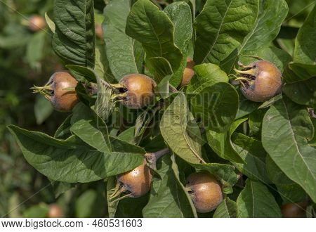 The Medlar Or Common Medlar (mespilus Or Crataegus Germanica) Fruits And Leaves.