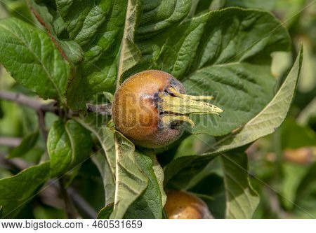 The Medlar Or Common Medlar (mespilus Or Crataegus Germanica) Fruits And Leaves.