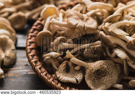 Fresh Edible Mushroom (lentinus Squarrosulus) In Basket, Organic Food Ingredients In Seasonal