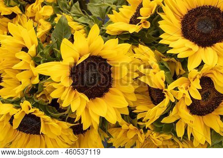 Bunch Of Yellow Sunflowers With Green Leaves Full Frame Closeup
