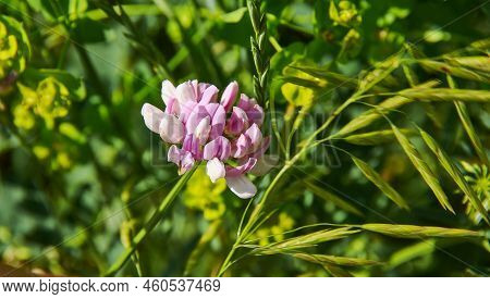 Securigera Varia, Commonly Known As Crownvetch Or Purple Crown Vetch, Is A Low-growing Legume Vine
