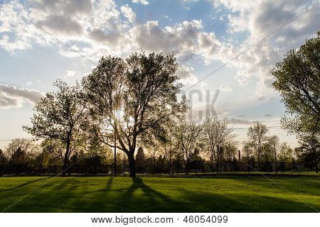 Arkadan aydınlatmalı ağaçlar sırasında Sunset Park