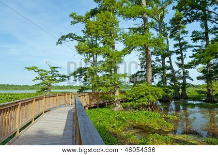 Lago Reelfoot