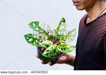Closeup To Monstera Adansonii Albo  Variegated Giant