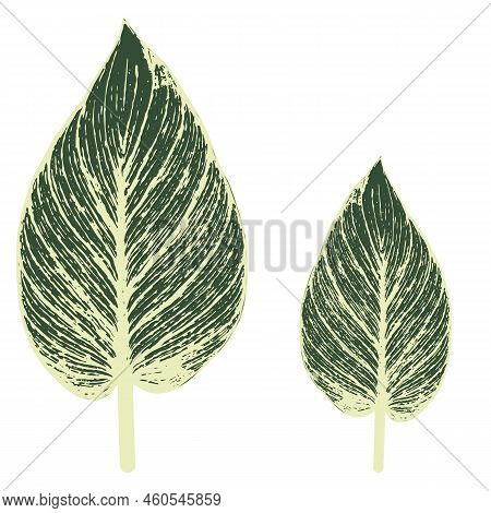 Drawing By Hand On The Computer. The Leaves Of Chinese Evergreen(aglaonema) Are Green And Light Yell