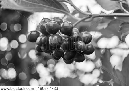 Photography On Theme Beautiful Sour Berry Viburnum