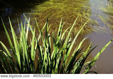 Green Big Plant With Long Leaves By Small Lake