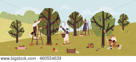 People Gathering Fruits In Orchard Into Wooden Baskets, Boxes. Farmers Picking Ripe Apples, Plums An
