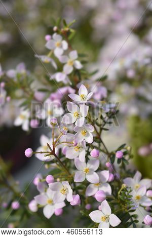 Narrow-leaved Boronia Pink Star Flowers In The Spring