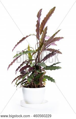 Bush Room Calathea Rufibarba In A Pot On A White Background