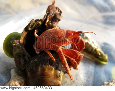 Red Hermit Crab Protruding From Its Shell, Close-up. Paguroidea. Animals Of The Mediterranean.