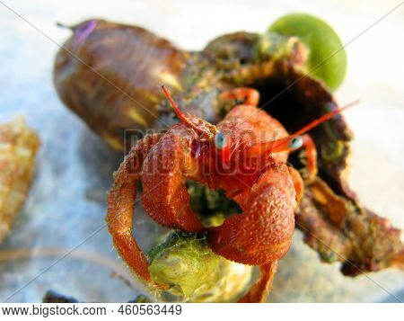 Red Hermit Crab Protruding From Its Shell, Close-up. Paguroidea. Animals Of The Mediterranean.
