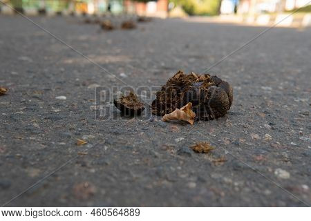Horse Manure Excrement Dung Dirty Animal Organic Shit Road, For Rural Farm From Dirt From Waste Meta