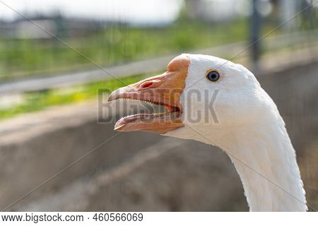 A White Goose Close-up, A Head With An Orange Beak And A Tongue With Sharp Teeth In A Goose Bird.