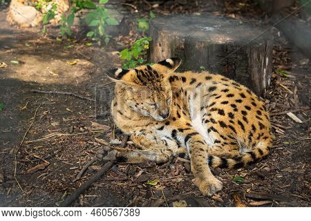 A Very Beautiful Colorful Serval Lies And Washes. Serval In The Zoo