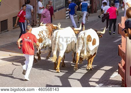 Running Of The Bulls. Bulls. Bull Runs. Encierro That Is Celebrated In The Town Of San Sebastian De 