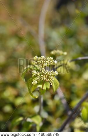 Japanese Snowball Shasta Branch With Leaves And Flower Buds