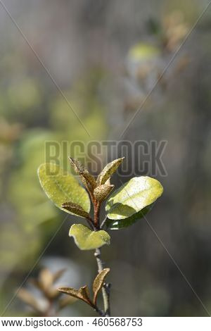 Ebbinges Silverberry Branch With Leaves In The Spring