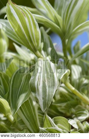 Variegated Wandering Jew Leaves In The Spring