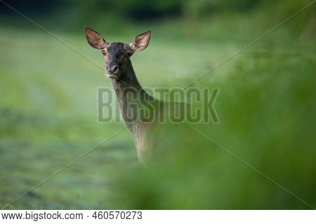 Red Deer Hind Peeking Out Of Green Bushes In Summer Nature