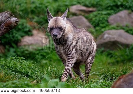 Striped Hyena (hyaena Hyaena Sultana) In Grass