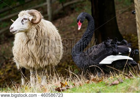 Black Swan And Wallachian Sheep On Grass