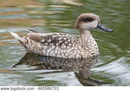 Marbled Duck, Or Marbled Teal, Marmaronetta Angustirostris, Swimming On A Lake.