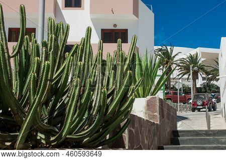 photo of Euphorbia resinifera cactus with blue sky