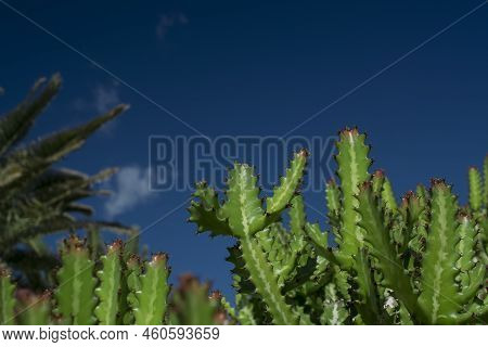 Euphorbia Resinifera Cactus With Blue Sky