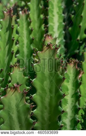 Euphorbia Resinifera Cactus With Blue Sky