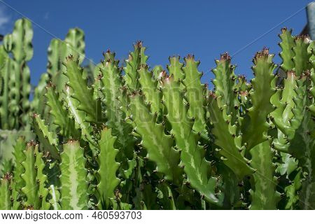 Photo Of Euphorbia Resinifera Cactus With Blue Sky