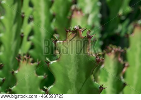 Photo Of Euphorbia Resinifera Cactus With Blue Sky