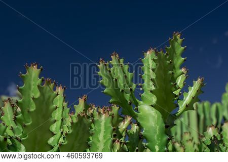 Euphorbia Resinifera Cactus With Blue Sky