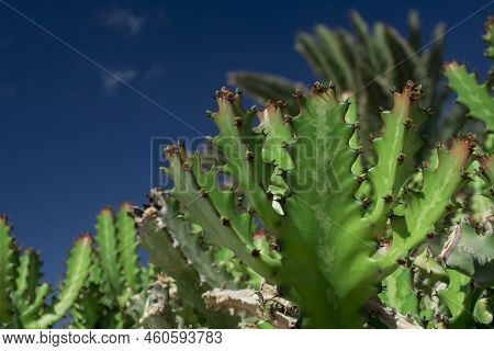Euphorbia Resinifera Cactus With Blue Sky