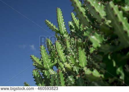Photo Of Euphorbia Resinifera Cactus With Blue Sky