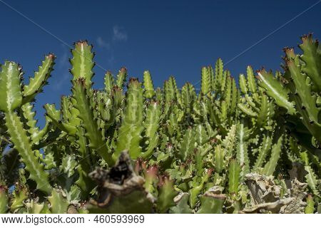 Photo Of Euphorbia Resinifera Cactus With Blue Sky
