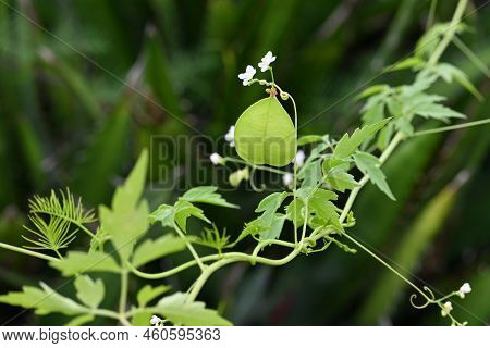 Balloon Vine Fruit And Seeds. Small White Flowers Bloom From July To September. The Fruit Produces T
