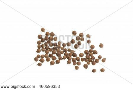Coriander Is An Annual Herb, Coriandrum Sativum, Related To Parsley And Sometimes Referred To As Cil