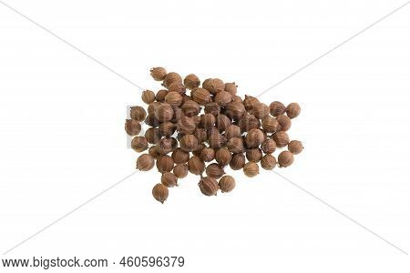 Coriander Is An Annual Herb, Coriandrum Sativum, Related To Parsley And Sometimes Referred To As Cil