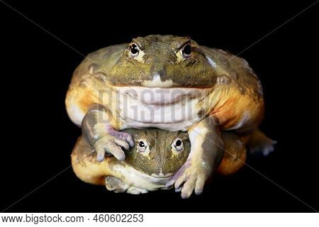 Couple Of African Bullfrogs On Black Background