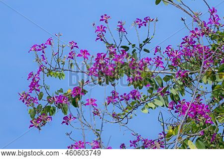 Bauhinia Blakeana Fower Beautiful Blooming On Garden In Village Of Rural Thailand.