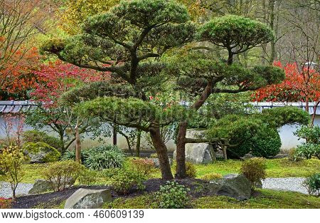 A Whimsical Pine Tree In The Middle Of The Japanese Garden In Bielefeld.